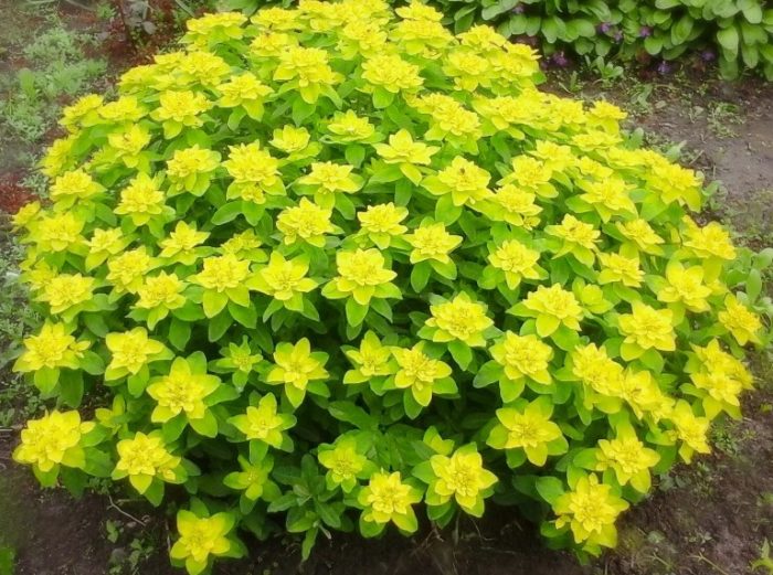 Еуфорбия многоцветна