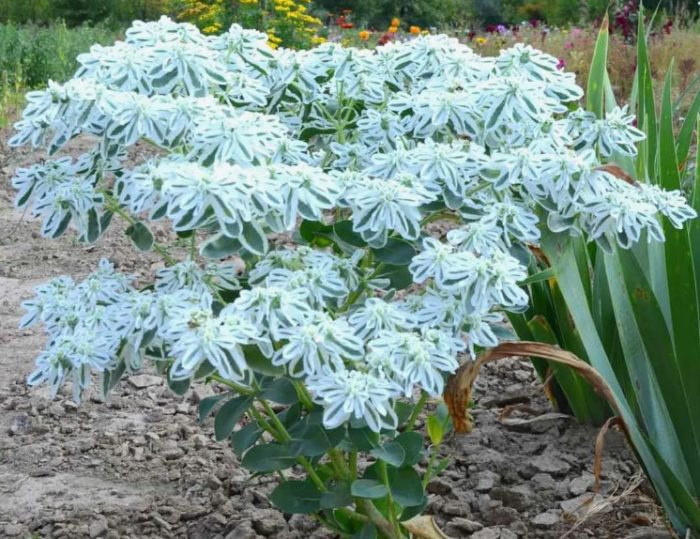 Еуфорбия маргината