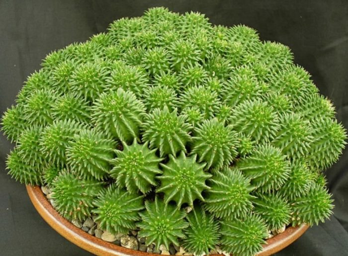 Еуфорбия Сюзан