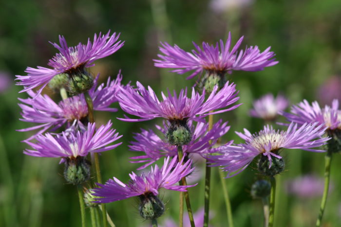 Амбербоа Муриката