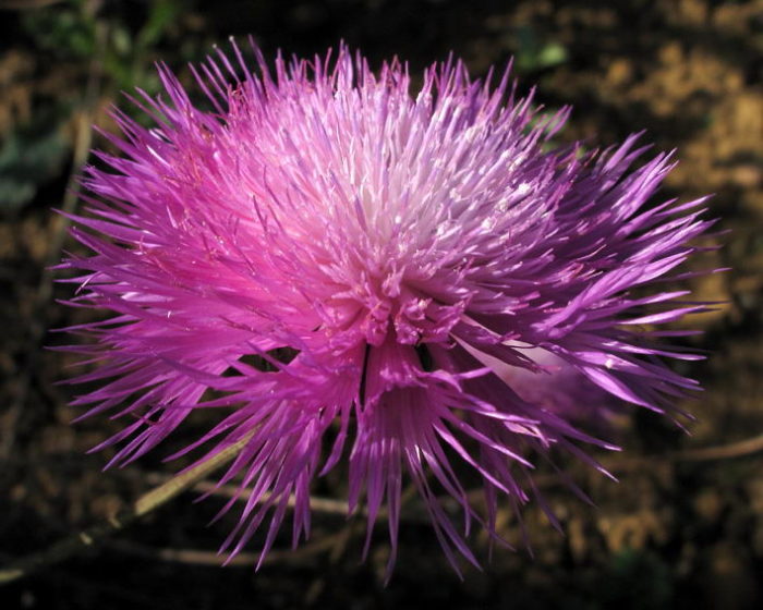 Мускусна амбербоа (Amberboa moschata)