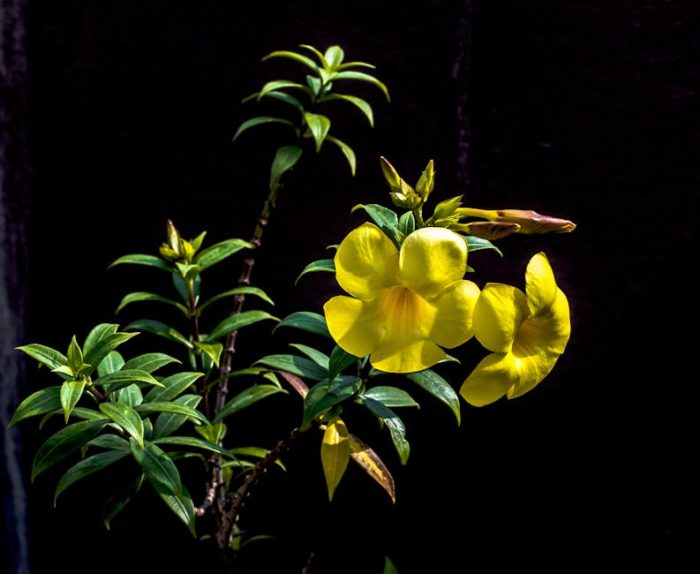 Аламанда нериифолия