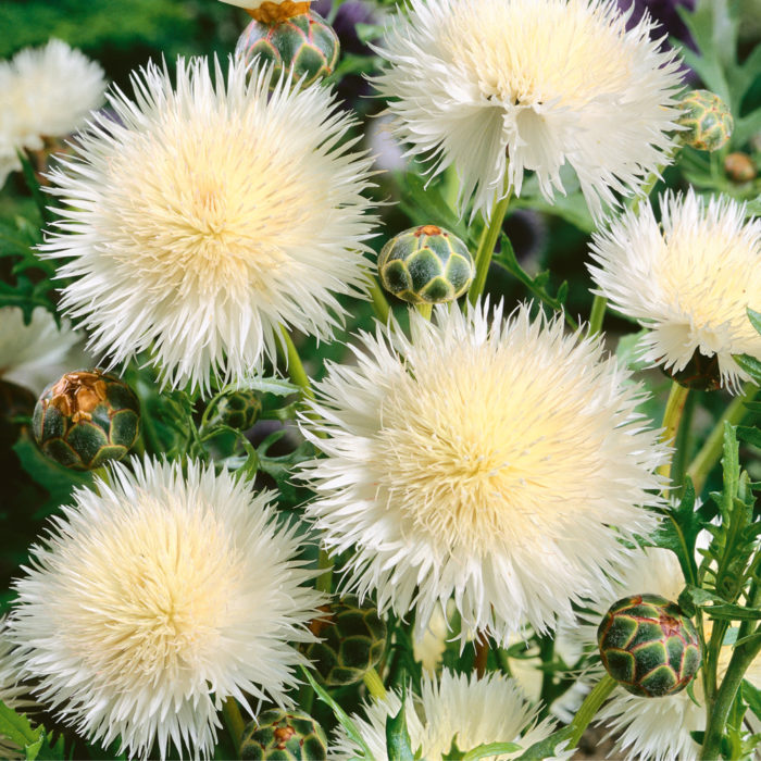 Разнообразие от булка