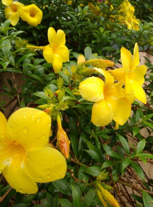 Аламанда нобилис