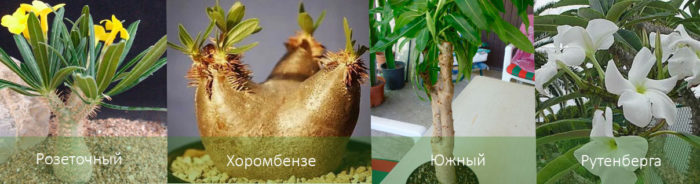 Видове Пахиподиум