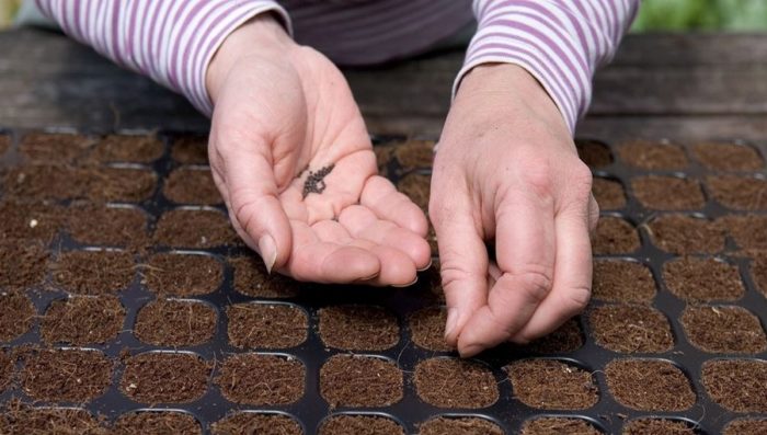 Засяване на ружа