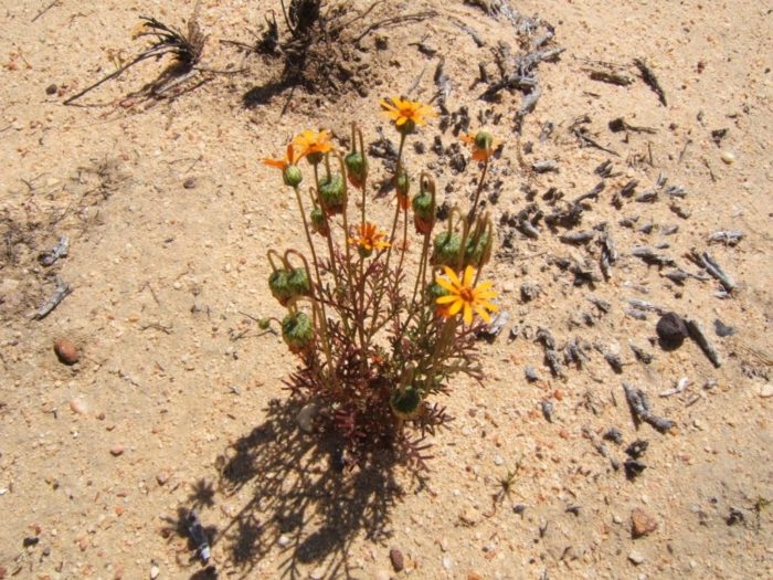 Урсиния антемоидес подвид разноцветен