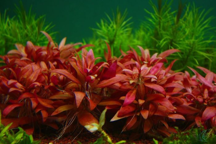 Алтернантера Райнеки