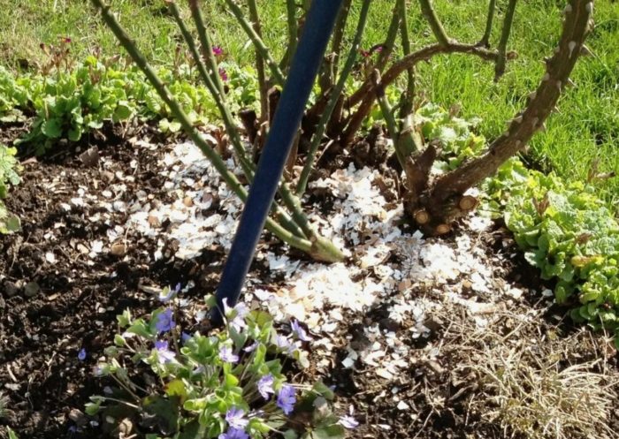 Черупки за хранене