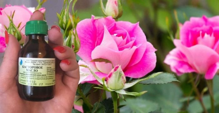 Рициново масло за рози