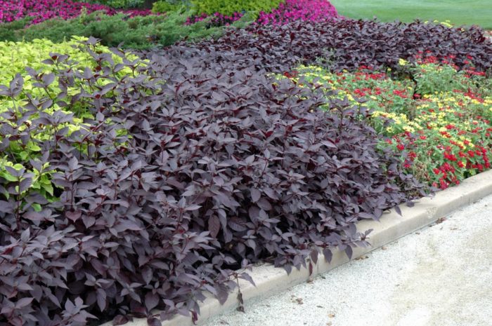 Сорт „Пърпъл Найт“