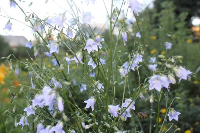 Аденофора широколистна