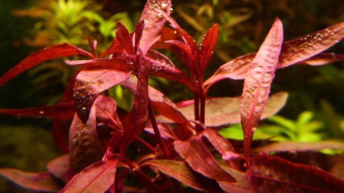 Алтернантера сесилис