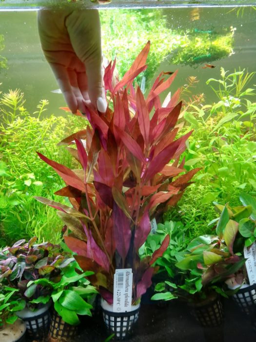 Алтернантера величествена