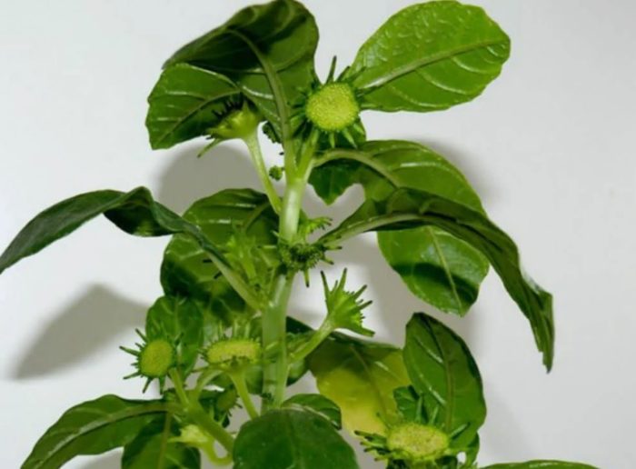 Дорстения хилдебранта