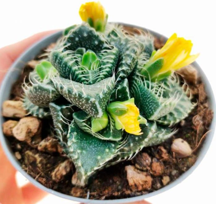 Котешка фаукария