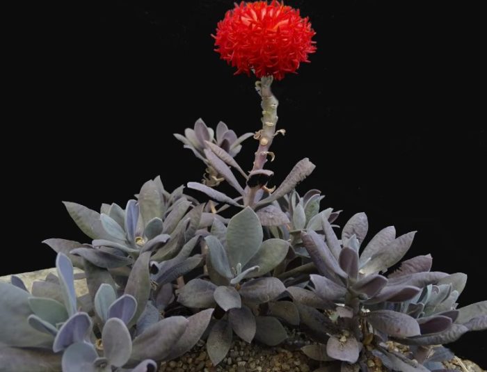 Цъфтяща Клейния