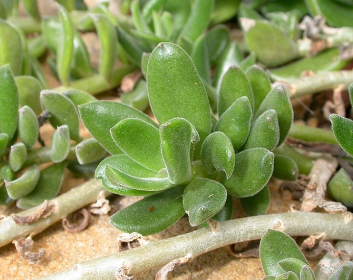 Клеинии Имплексус