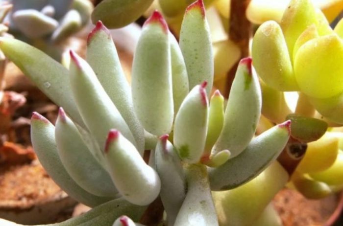 Котиледон папиларис