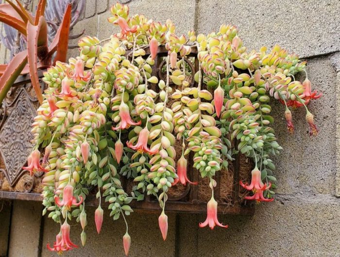 Котиледон пендула