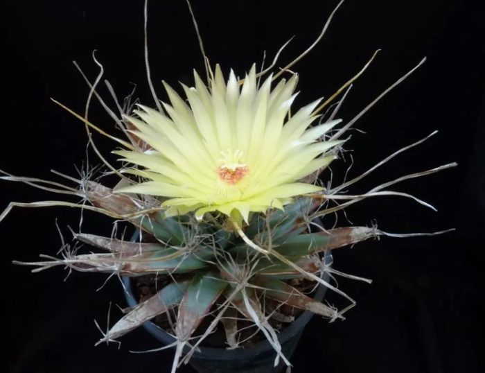 Лейхтенбергия принципис