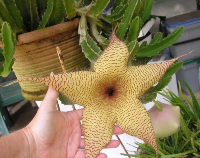 Гигантска стапелия