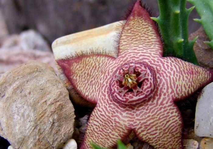 Променлива стапелия