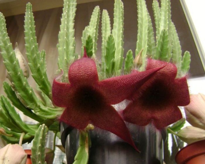 Стапелия с едри цветове