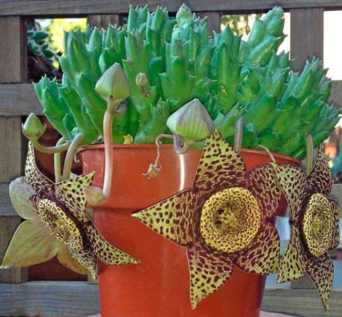 Пъстра стапелия