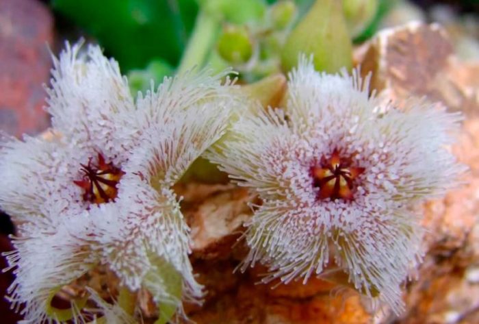 Железовидна стапелия