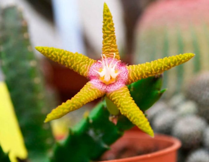 Златисто-лилава стапелия