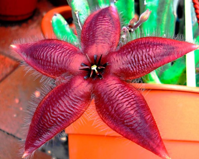 Звездовидна стапелия