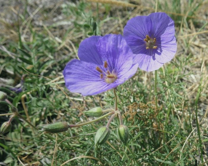 Татарски щъркел (Erodium tataricum)