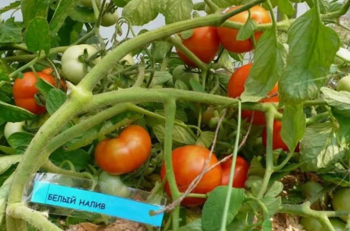 Сорт домати Бял пълнеж 241 Доматен бял пълнеж 241