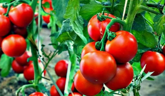 Сорт Дачник Домат Дачник