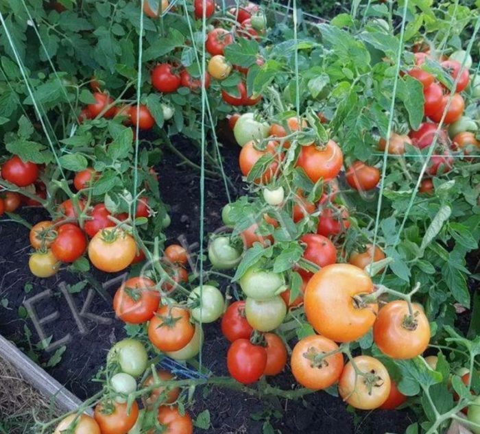 Сорт Гаврош Сорт домати Гакврош