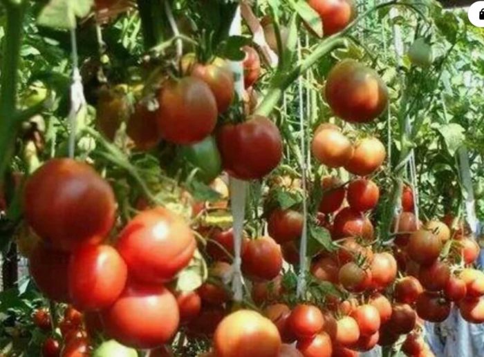 Сорт домати Москвич Домат Москвич