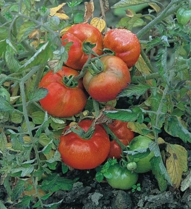 Сорт домати Кокиче Доматено кокиче