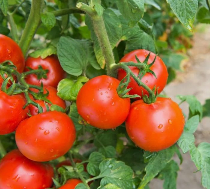 Сорт домати Санка Домат Санка