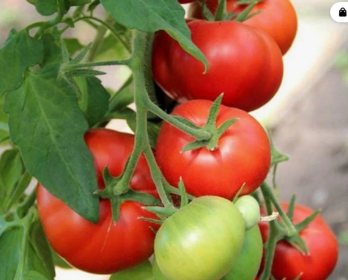 Домати от сибирския ранозреещ сорт Сибирски ранозреещ домат