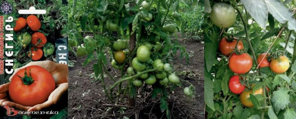 Сорт домати Снегири Доматени Снегири