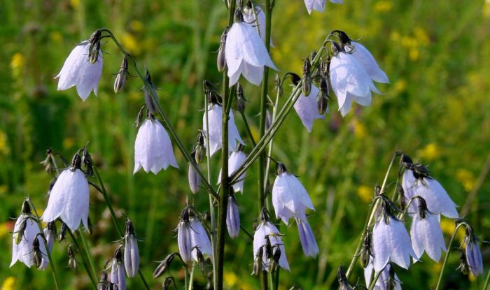 Аденофора трикуспидатна