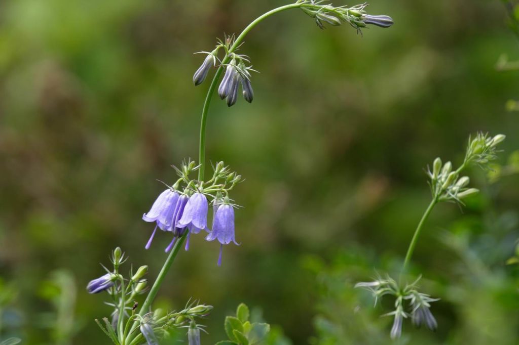 Аденофора трифила