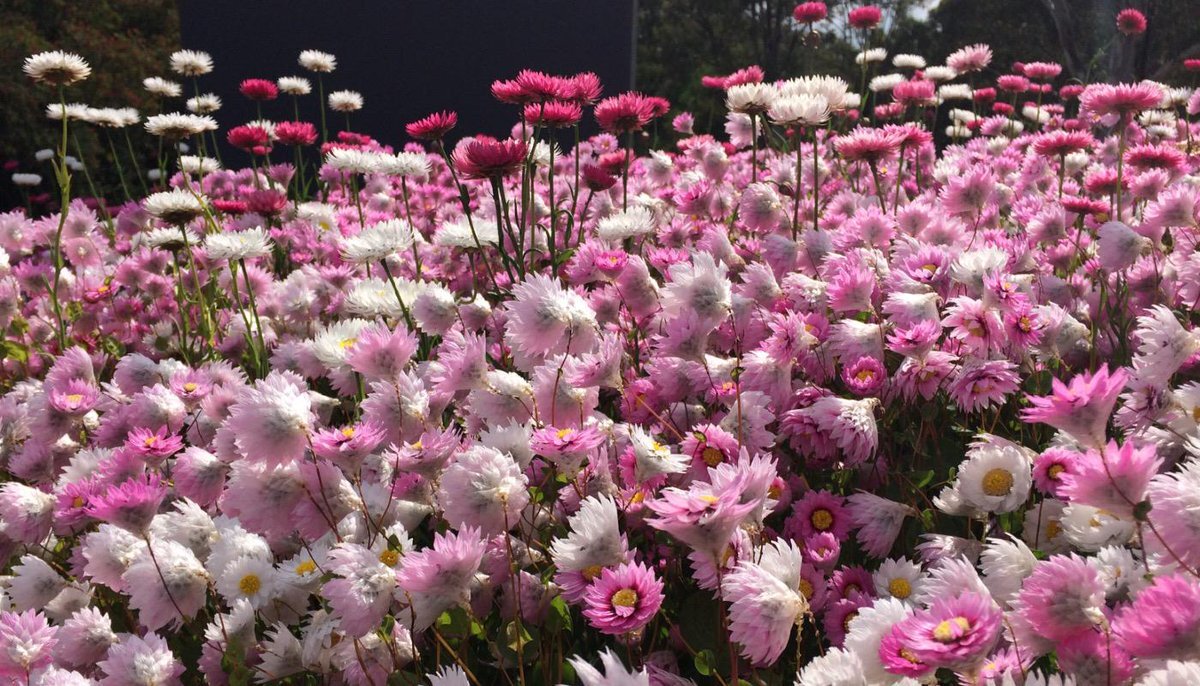 Хелиптерум в ландшафта и флористиката