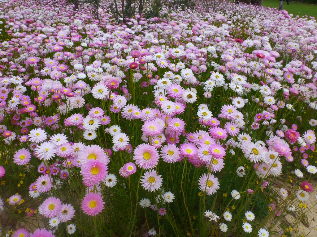 Хелиптерум в ландшафта и флористиката