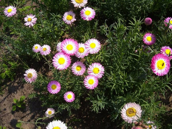 Хелиптерум в ландшафта и флористиката