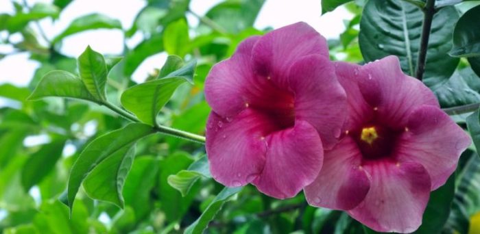 Аламанда виолета