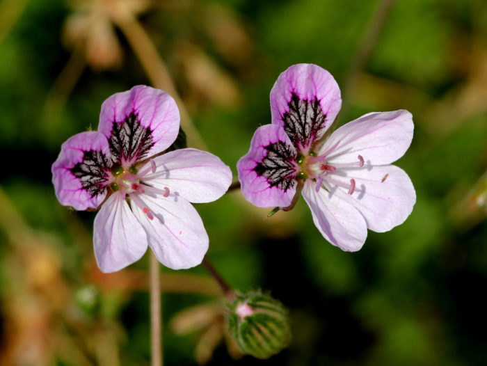 Белокожият щъркел (Erodium glandulosum)