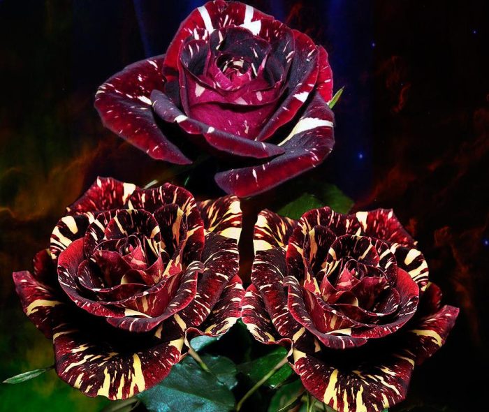 Абракадабра