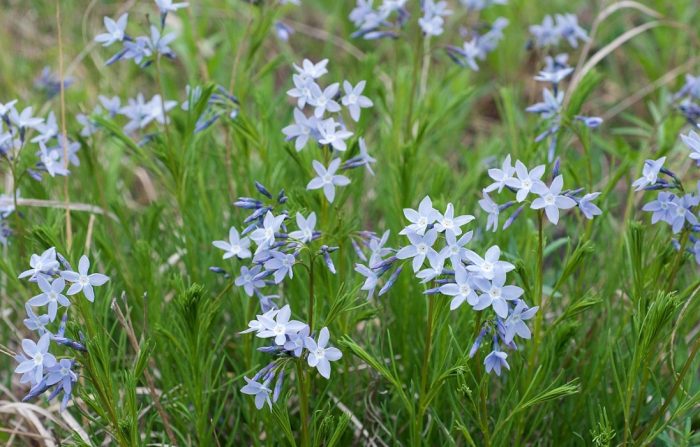 Амсония цилиата